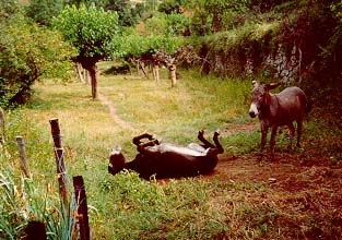 Donkeys rolling in the grass